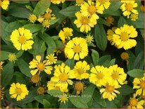 Helenium 'Kanaria'