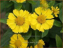 Helenium 'Kanaria'