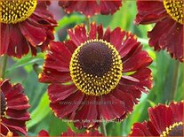 Helenium 'Ruby Tuesday'