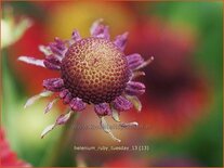 Helenium 'Ruby Tuesday'