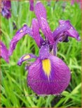 Iris ensata &#39;Amethyst&#39;