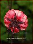 Geum rivale &#39;Flames of Passion&#39;
