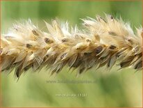 Melica ciliata