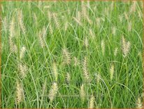 Pennisetum alopecuroides &#39;Gelbstiel&#39;