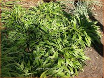 Carex plantaginea