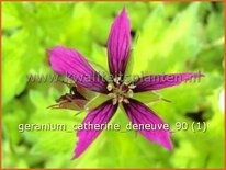Geranium 'Catherine Deneuve'