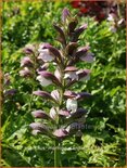 Acanthus 'Morning Candle'