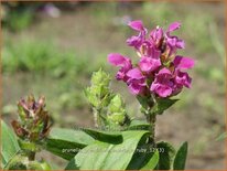 Prunella grandiflora &#39;Inshriach Ruby&#39;