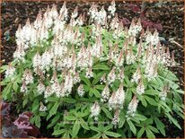 Tiarella 'Spring Symphony'