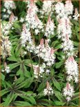 Tiarella 'Spring Symphony'