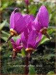 Dodecatheon jeffreyi