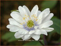 Anemone nemorosa 'Blue Eyes'