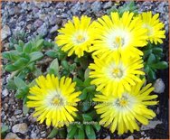 Delosperma &#39;Lesotho&#39;