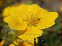 Potentilla crantzii &#39;Goldrausch&#39;