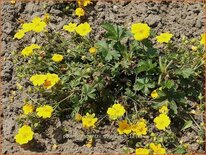 Potentilla crantzii &#39;Goldrausch&#39;