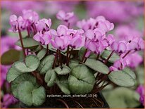 Cyclamen coum &#39;Silver Leaf&#39;