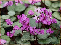 Cyclamen coum &#39;Silver Leaf&#39;