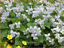 Viola sororia 'Freckles'