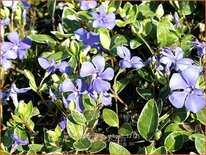 Vinca minor 'Ralph Shugert'