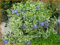 Vinca major 'Variegata'