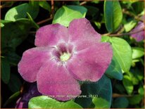 Vinca minor 'Atropurpurea'