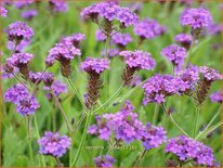 Verbena rigida