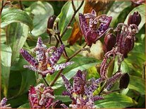 Tricyrtis formosana &#39;Purple Beauty&#39;