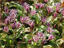 Tricyrtis formosana &#39;Purple Beauty&#39;