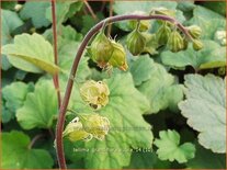 Tellima grandiflora 'Rubra'