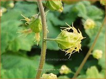 Tellima grandiflora 'Rubra'