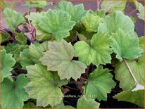 Tellima grandiflora 'Rubra'