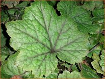 Tellima grandiflora 'Rubra'