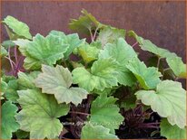 Tellima grandiflora 'Rubra'