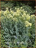 Thalictrum flavum glaucum
