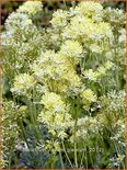 Thalictrum flavum glaucum