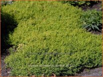 Thymus citriodorus 'Aureus'