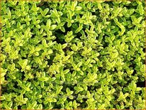 Thymus citriodorus 'Aureus'