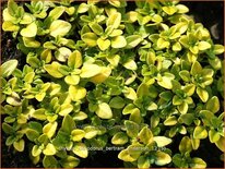 Thymus citriodorus &#39;Bertram Anderson&#39;