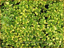 Thymus citriodorus &#39;Bertram Anderson&#39;