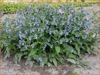 Symphytum azureum