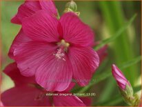 Sidalcea oregana 'Brilliant'