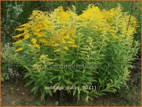 Solidago &#39;Ducky&#39;