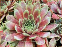Sempervivum 'Rotkopf'