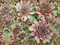 Sempervivum 'Rotkopf'