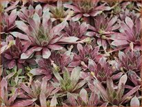 Sempervivum 'Rotkopf'