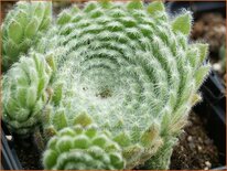 Sempervivum ciliosum borisii