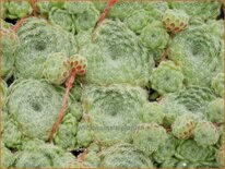 Sempervivum ciliosum borisii