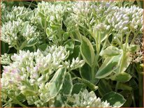 Sedum 'Frosty Morn'
