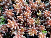 Sedum album 'Murale'