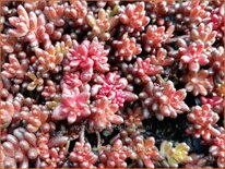 Sedum album 'Murale'